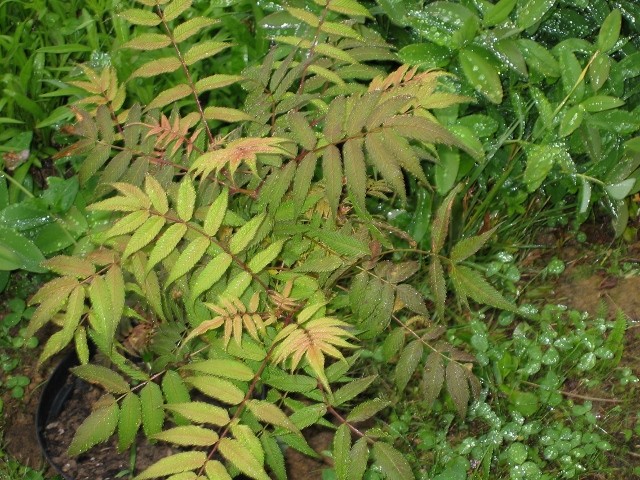 Sorbaria